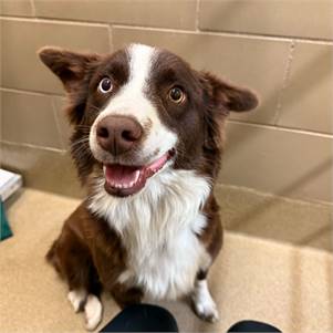 Kristen Bell the Australian Shepherd at Hearts & Bones Rescue