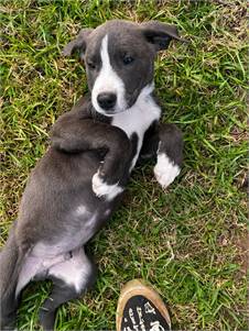 Comet the Border Collie Mix at Pottsboro Animal Welfare Society