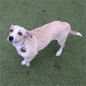 Pebbles the Mixed Breed at North Shore Animal League