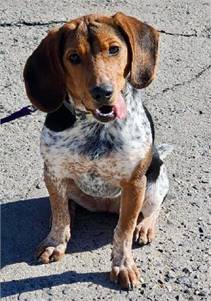 Athena the Beagle at Heavenly Angels Animal Rescue