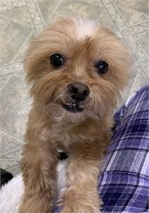 Dusty the Yorkshire Terrier & Lhasa Apso Mix at FOWA Rescue 