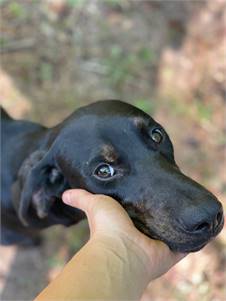 ADOPT - Loyal Male Hound