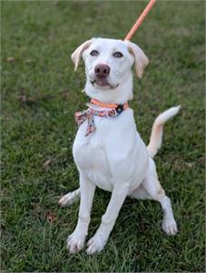 Mary the Yellow Labrador Retriever Mix at Home for Good Dog Rescue