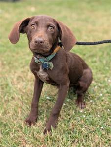 Sage the Chocolate Labrador Retriever Mix at Home for Good Dog Rescue