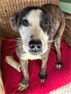 Labrador Retriever / Plott Hound Mix at Eleventh Hour Rescue