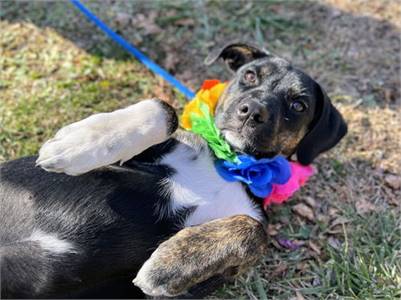 Labrador Retriever / Plott Hound Mix at Eleventh Hour Rescue