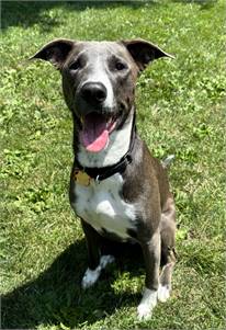 Shepherd / Pit Bull Terrier Mix at Eleventh Hour Rescue