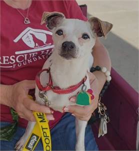 BB the Jack Russell Terrier / Chihuahua Mix at Rescue Haven Foundation