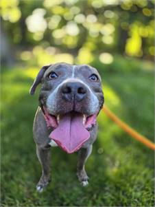 Smoochie the Pit Bull Terrier at Rescue Haven Foundation