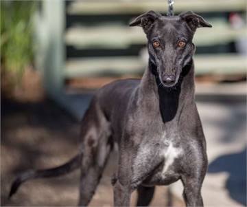 Gwennie the Greyhound at Greyhound Friends of New Jersey