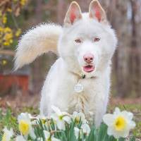 Timber the Siberian Husky at A Pathway to Hope