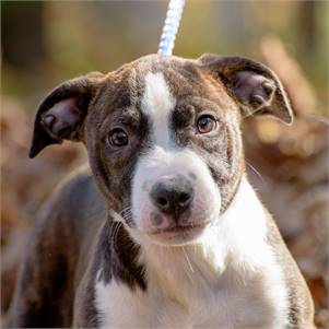 Kenna the Hound Mix at Animal Alliance of NJ