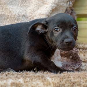 Thea the Chiweenie at Animal Alliance of NJ