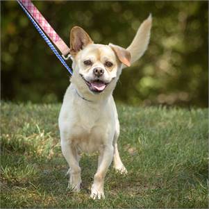 Jasper the Puggle Mix at Animal Alliance of NJ