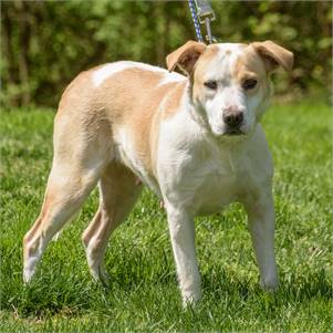 Danielle the Hound Mix at Animal Alliance of NJ