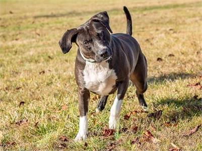 Piper the Black Labrador Retriever & Hound Mix at Animal Alliance of NJ