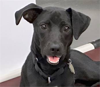 Lambert the Retriever, Labrador/Mix at Animal Welfare Association of New Jersey