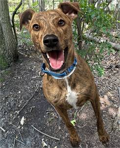 Twitch the Terrier Mix at Animal Welfare Association of New Jersey