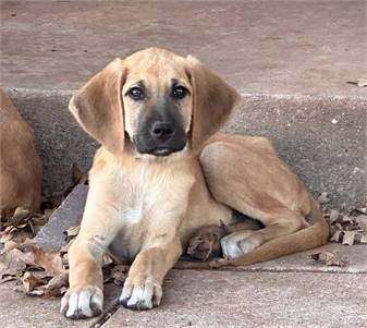 Merrill the Bloodhound & Anatolian Shepherd Mix at A Second Chance for Ziva