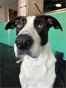 Leon the Great Dane & Border Collie Mix at A Second Chance for Ziva