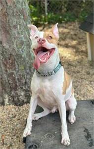 Jordan the Pit Bull Terrier Mix at AHS-Tinton Falls