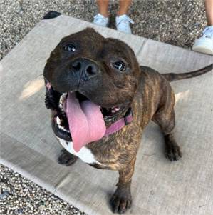 Gimli the Pit Bull Terrier Mix at AHS-Tinton Falls